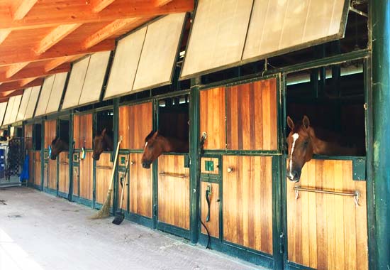 Horses waiting in the pits